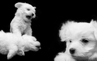 Ich werd' dann mal Hund