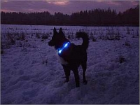 LEUCHTIE blau (Zwischengr��e)