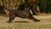 Julius K9 Halsband m. Griff 50mm - verst. 48-65cm