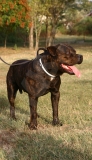 Julius K9 Halsband m. Griff 50mm - verst. 48-65cm