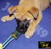 Julius K9 Bei�wurst Leder Mini