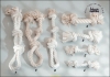 Baumwollknochen