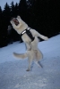 IDC-Brustpolster f�r Julius-K9 Geschirre Gr.0