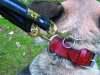 Y - Leine mit 2 Messingkarabiner / ohne Schlaufe - Sicherheitsleine