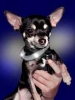 Mini- LEUCHTIE wei�